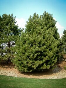 Сосна Чёрная (Pinus Nigra) купить по цене от 270.00р. в интернет-магазине «Посадика» с доставкой почтой в в Апшеронске и по всей России – [изображение №1].