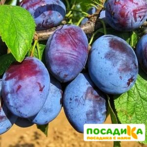 Слива Чачакская ранняя купить по цене от 229.00р. в интернет-магазине «Посадика» с доставкой почтой в в Апшеронске и по всей России – [изображение №1].