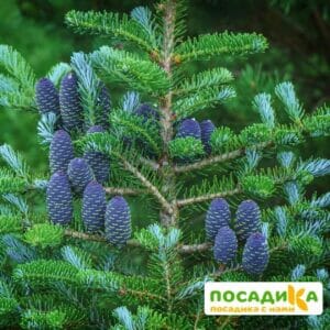 Пихта корейская (Abies koreana) купить по цене от 450.00р. в интернет-магазине «Посадика» с доставкой почтой в в Апшеронске и по всей России – [изображение №1].