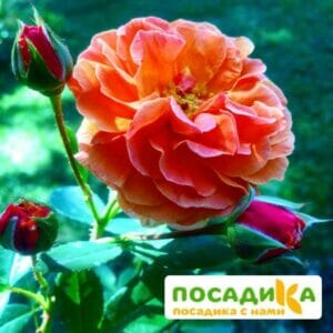 Роза Арабия купить по цене от 350.00р. в интернет-магазине «Посадика» с доставкой почтой в в Апшеронске и по всей России – [изображение №1].