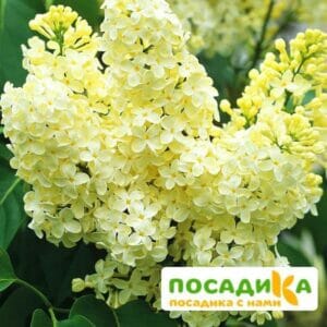 Сирень Примроуз (Primrose) купить по цене от 529.00р. в интернет-магазине «Посадика» с доставкой почтой в в Апшеронске и по всей России – [изображение №1].