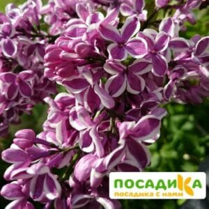 Сирень Сенсация купить по цене от 529.00р. в интернет-магазине «Посадика» с доставкой почтой в в Апшеронске и по всей России – [изображение №1].