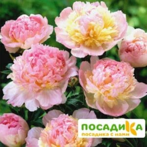 Пион Распберри Сандей (Paeonia Raspberry Sundae) купить по цене от 959р. в интернет-магазине «Посадика» с доставкой почтой в в Апшеронске и по всей России – [изображение №1].