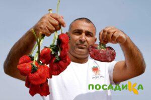 Клубника Гигант Джорнея купить по цене от 266р. в интернет-магазине «Посадика» с доставкой почтой в в Апшеронске и по всей России – [изображение №1].