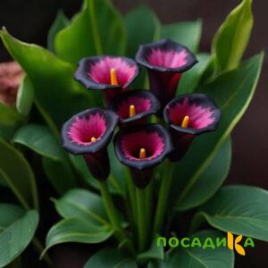 Калла Аура Лейс купить по цене от 400р. в интернет-магазине «Посадика» с доставкой почтой в в Апшеронске и по всей России – [изображение №1].