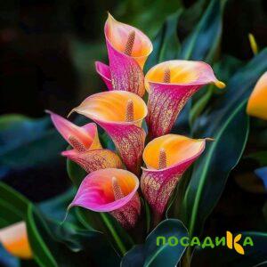Калла Оникс купить по цене от 450р. в интернет-магазине «Посадика» с доставкой почтой в в Апшеронске и по всей России – [изображение №1].