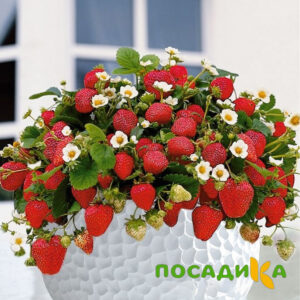 Клубника Рубиновый Шепот (горшечная) купить по цене от 240р. в интернет-магазине «Посадика» с доставкой почтой в в Апшеронске и по всей России – [изображение №1].