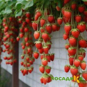 Клубника вьющаяся Комплимент купить по цене от 470р. в интернет-магазине «Посадика» с доставкой почтой в в Апшеронске и по всей России – [изображение №1].