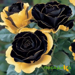 Роза Ханни Сикл купить по цене от 700р. в интернет-магазине «Посадика» с доставкой почтой в в Апшеронске и по всей России – [изображение №1].