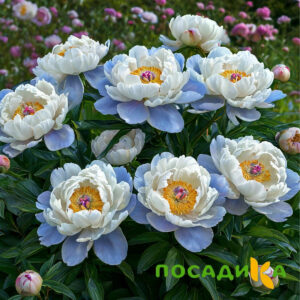 Пион акварельный Этюд купить по цене от 806р. в интернет-магазине «Посадика» с доставкой почтой в в Апшеронске и по всей России – [изображение №1].