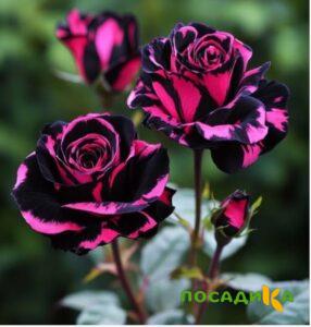 Роза Багровый Шепот купить по цене от 366р. в интернет-магазине «Посадика» с доставкой почтой в в Апшеронске и по всей России – [изображение №1].
