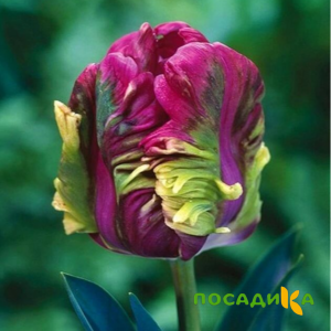 Тюльпан Экзотик Хэвен купить по цене от 186р. в интернет-магазине «Посадика» с доставкой почтой в в Апшеронске и по всей России – [изображение №1].
