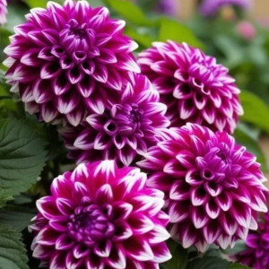 Георгин Кристал Корт купить по цене от 602р. в интернет-магазине «Посадика» с доставкой почтой в в Апшеронске и по всей России – [изображение №1].