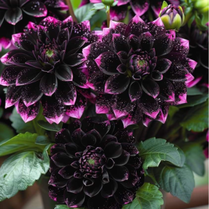 Георгин Лаванда Лейс купить по цене от 679р. в интернет-магазине «Посадика» с доставкой почтой в в Апшеронске и по всей России – [изображение №1].