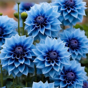 Георгин Вижапе купить по цене от 699р. в интернет-магазине «Посадика» с доставкой почтой в в Апшеронске и по всей России – [изображение №1].